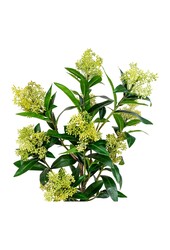 Skimmiaboom - Groen, PE-kunststof, H:75 cm