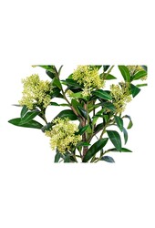 Skimmiaboom - Groen, PE-kunststof, H:75 cm