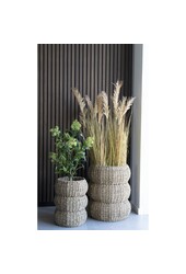 Skimmiaboom - Groen, PE-kunststof, H:75 cm
