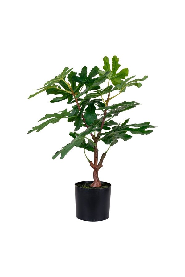 Vijgenboom - Groen, PE-kunststof, H:60 cm