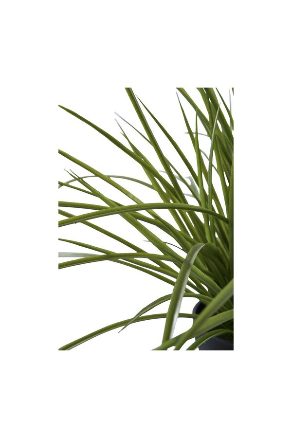 Gras