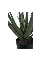 Aloë Vera