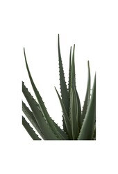 Aloë Vera