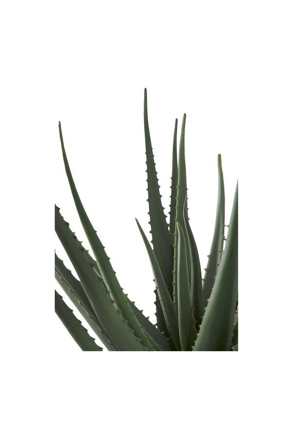 Aloë Vera