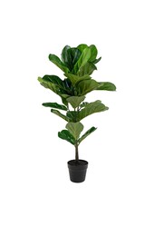 Fiddle Leaf Tree - Groen, PE-kunststof/polyester/cement, 36x46x100 cm