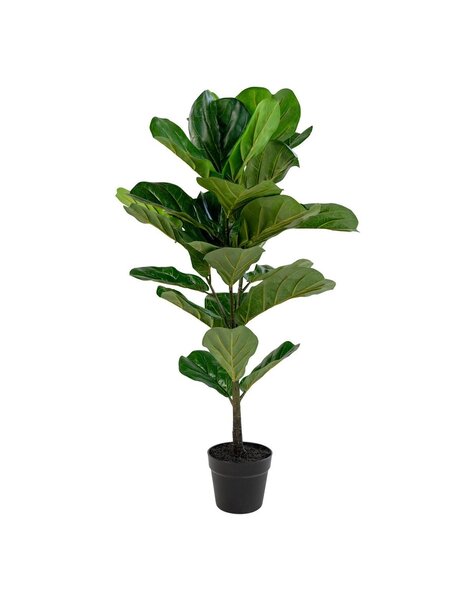 Fiddle Leaf Tree - Groen, PE-kunststof/polyester/cement, 36x46x100 cm