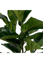 Fiddle Leaf Tree - Groen, PE-kunststof/polyester/cement, 36x46x100 cm