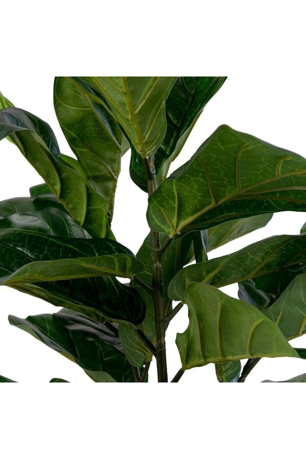 Fiddle Leaf Tree - Groen, PE-kunststof/polyester/cement, 36x46x100 cm