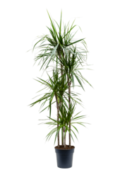 Dracaena Marginata