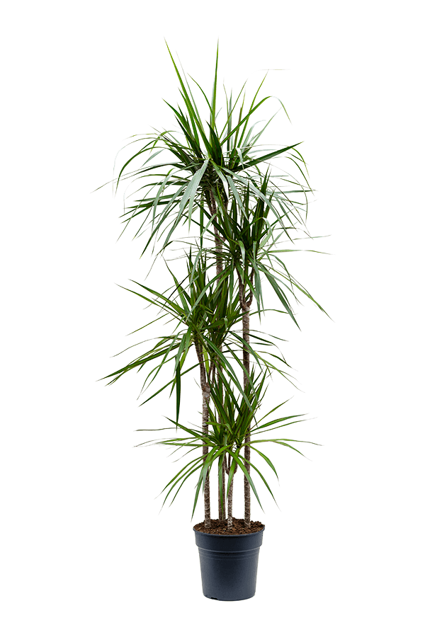 Dracaena Marginata