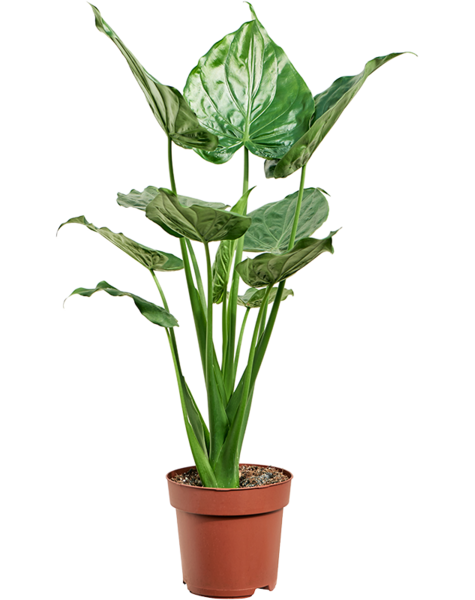 Alocasia