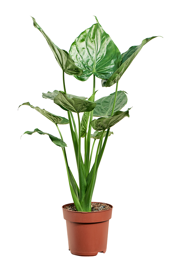 Alocasia Cucullata