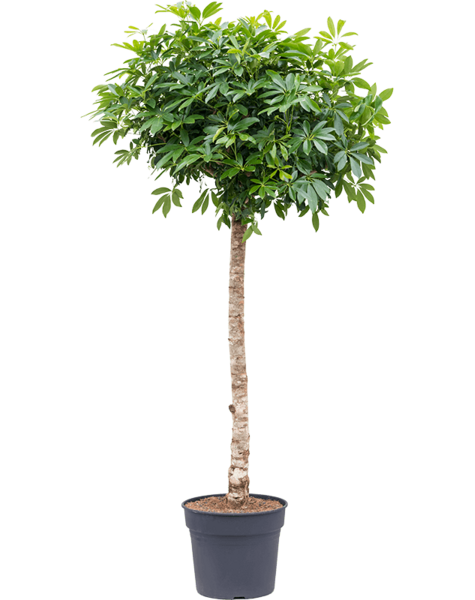 Schefflera