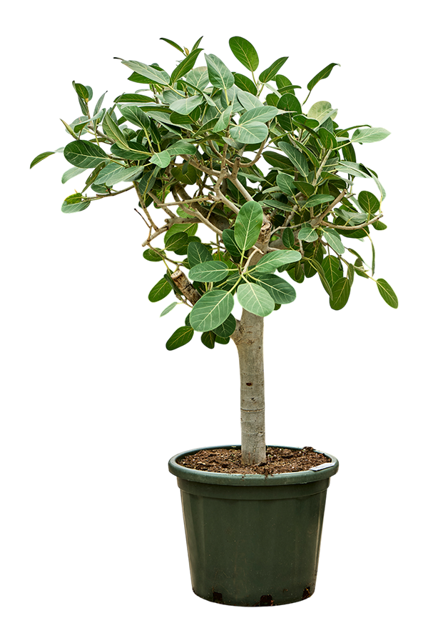 Ficus Benghalensis Audrey