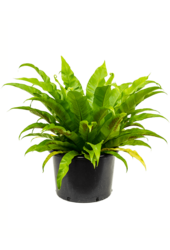 Asplenium Antiquum