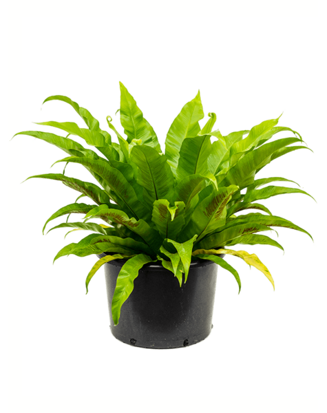 Asplenium