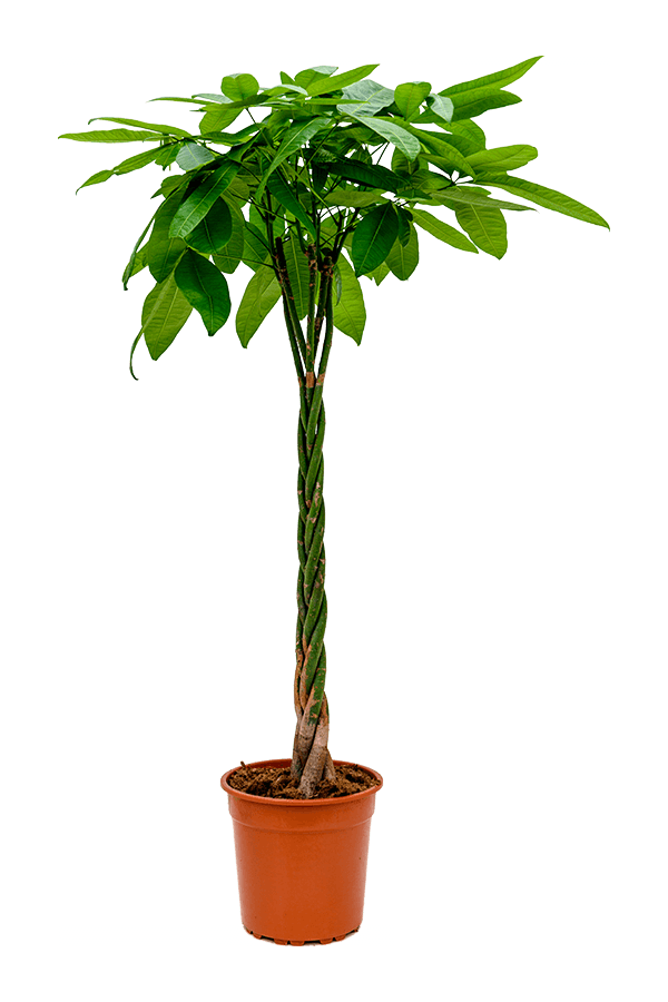 Pachira Aquatica