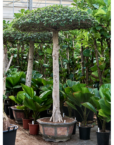 Ficus