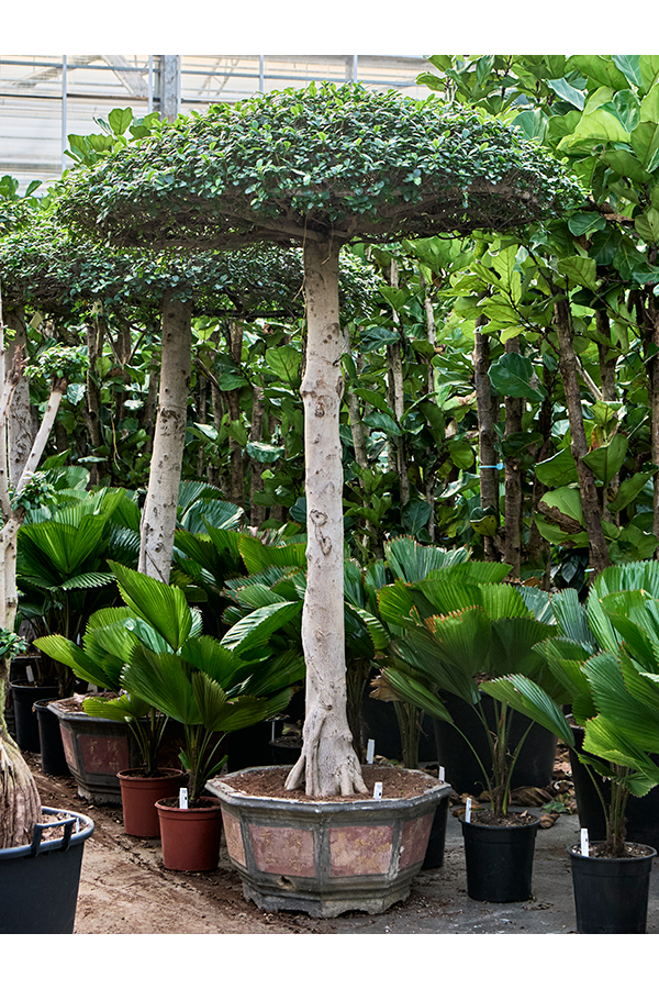Ficus Microcarpa Compacta