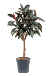 Ficus Elastica Abidjan