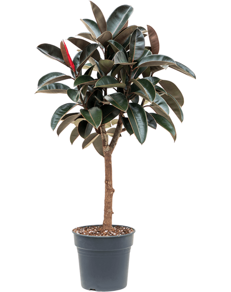 Ficus