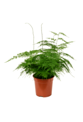 Asparagus Setaceus Plumosus