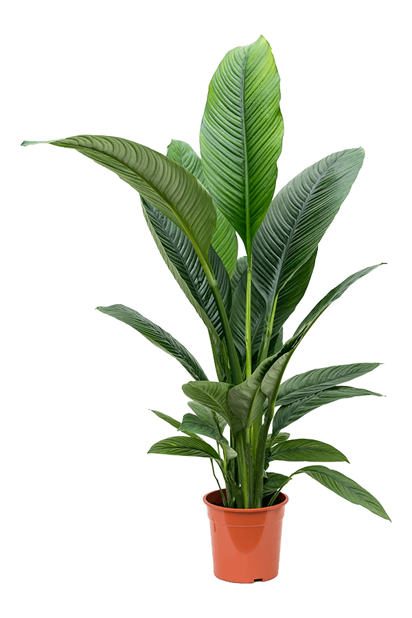 Spathiphyllum Sensation