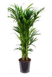Kentia (Howea) Forsteriana