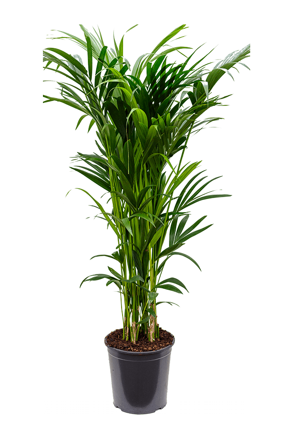 Kentia (Howea) Forsteriana