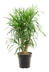 Pleomele (Dracaena) Anita Variegata