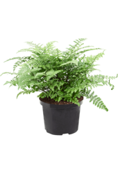 Asplenium Dimorphum Parvati