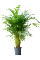 Areca (chrysalidoc.) Lutescens