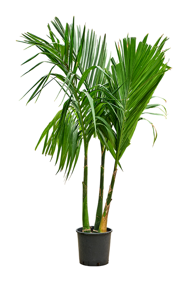 Areca Catechu