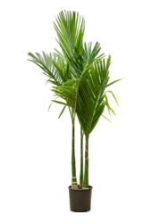 Areca Catechu