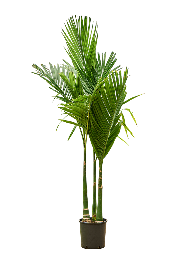 Areca Catechu