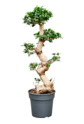 Ficus Microcarpa Compacta
