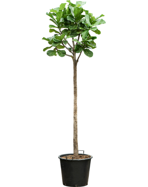 Ficus