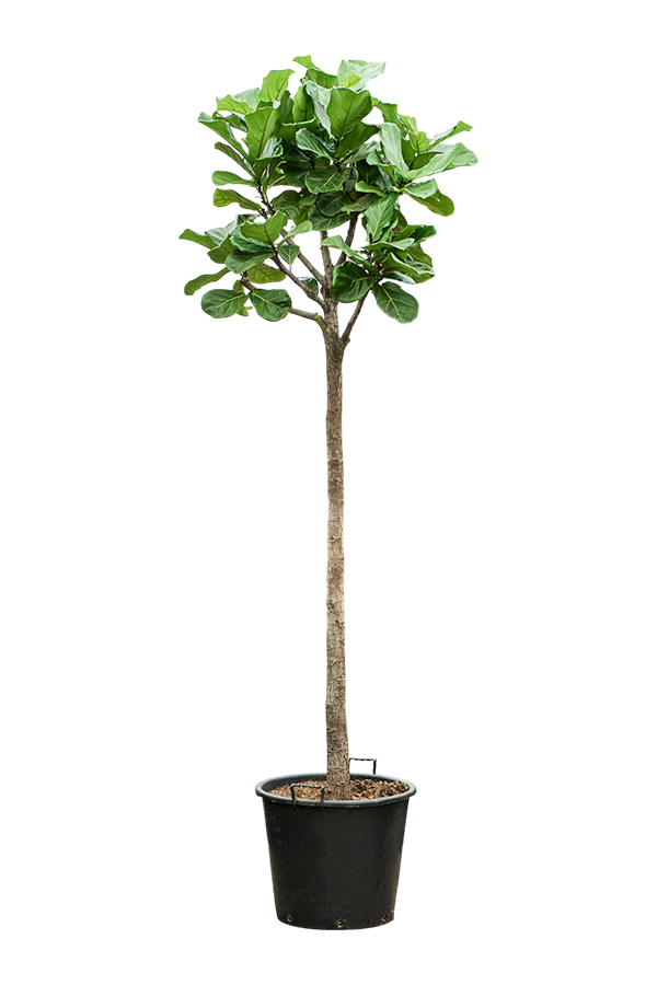 Ficus Lyrata