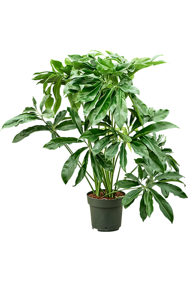 Philodendron Fun Bun