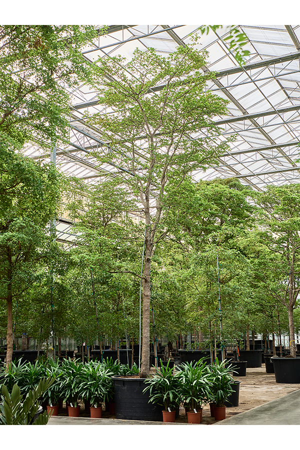 Bucida Buceras Shady Lady (600-650)