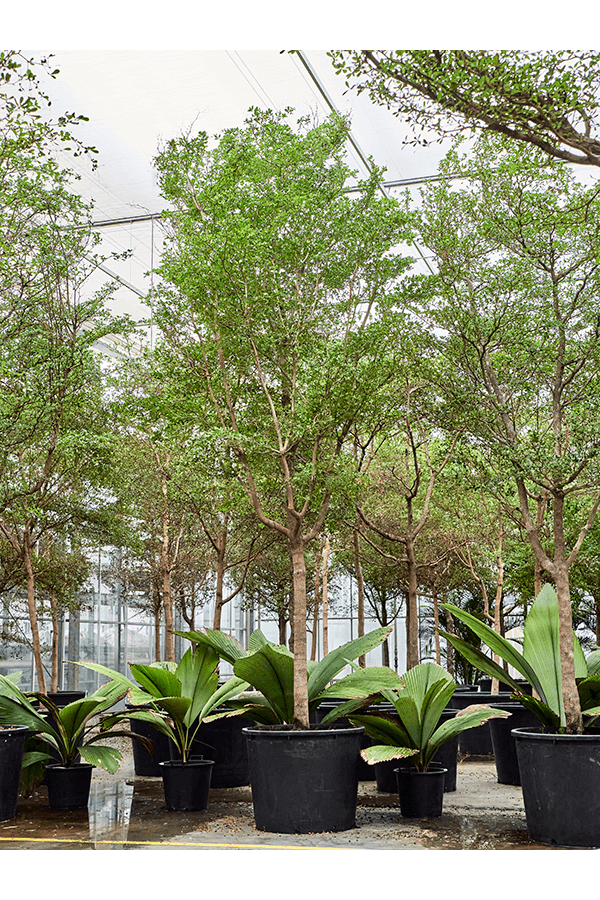 Bucida Buceras Shady Lady (500-600)