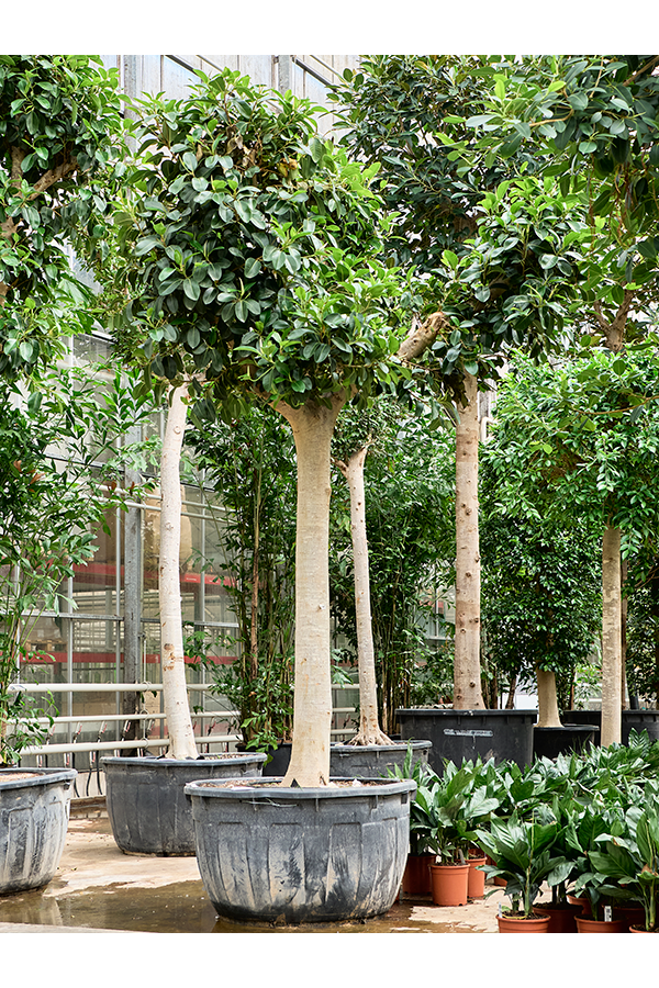 Ficus Rubiginosa Australis