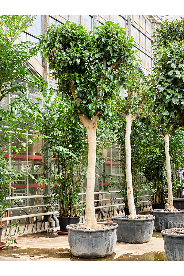 Ficus Rubiginosa Australis