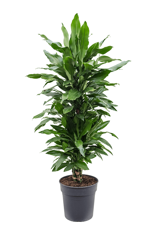 Dracaena Fragrans Janet Lind