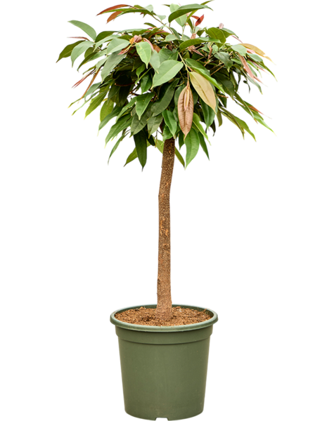 Ficus