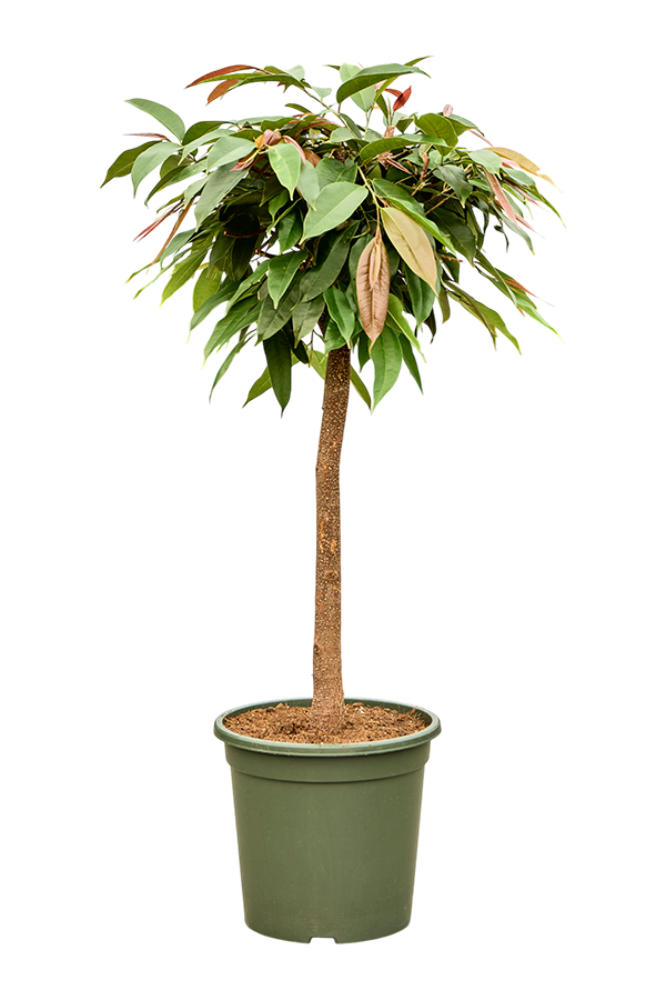 Ficus Binnendijkii Amstel King