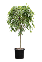 Ficus Binnendijkii Amstel King