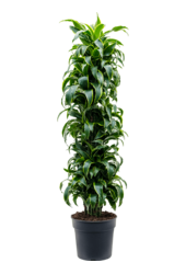 Dracaena Fragrans Dorado