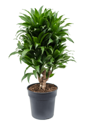 Dracaena Fragrans Compacta