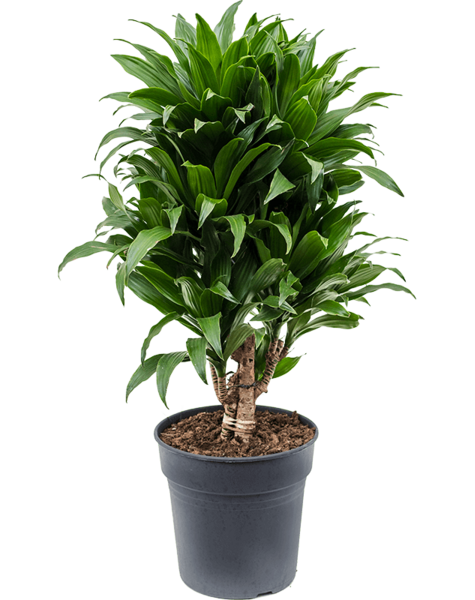 Dracaena